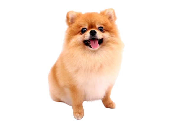 Cães